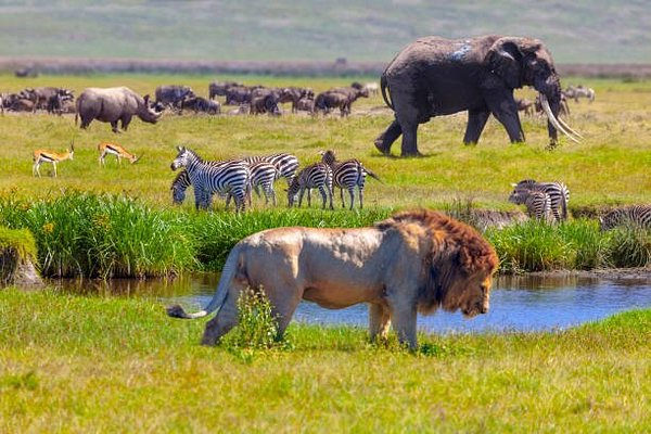 Discover Serengeti