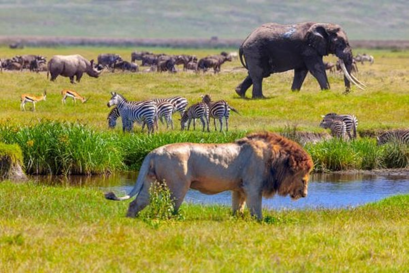 Discover Serengeti